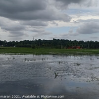 Buy canvas prints of Rice field flooded with water under cloudy sky , a view from Ker by Anish Punchayil Sukumaran