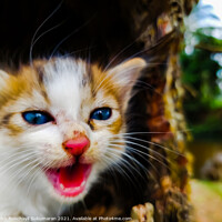 Buy canvas prints of newborn red and whit colored kitten with blue eyes by Anish Punchayil Sukumaran