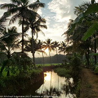 Buy canvas prints of sunset and coconut trees near a small clam river by Anish Punchayil Sukumaran