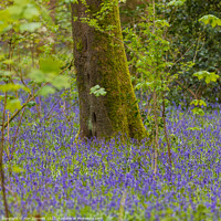 Buy canvas prints of Woodland Bluebells by Alan Dunnett