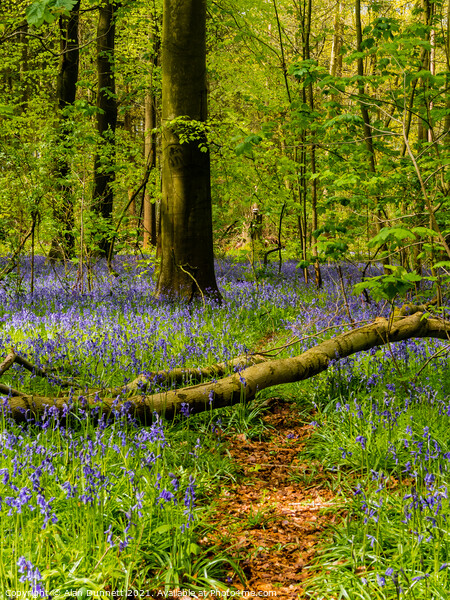 Bluebell path Picture Board by Alan Dunnett