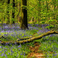 Buy canvas prints of Bluebell path by Alan Dunnett