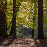Buy canvas prints of Sunlight through the trees by Alan Dunnett