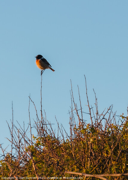 Stonechat singing out at sunset Picture Board by Alan Dunnett