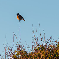 Buy canvas prints of Stonechat singing out at sunset by Alan Dunnett