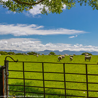 Buy canvas prints of Welsh pasture by Alan Dunnett