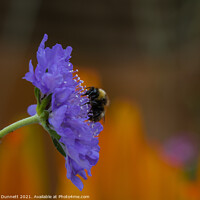 Buy canvas prints of Garden Bumble Bee by Alan Dunnett