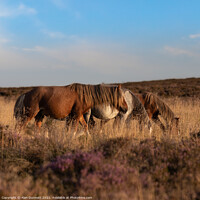 Buy canvas prints of Shropshire ponies  by Alan Dunnett