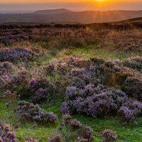 Buy canvas prints of Long Mynd heather by Alan Dunnett