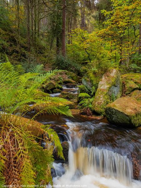 Wyming Brook through the trees Picture Board by Alan Dunnett