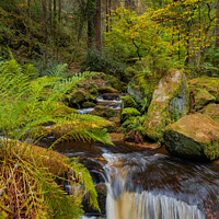 Buy canvas prints of Wyming Brook through the trees by Alan Dunnett