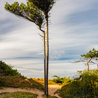 Buy canvas prints of Beach Tree! by Alan Dunnett