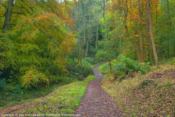 Path through Autumn Picture Board by Alan Dunnett