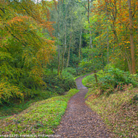 Buy canvas prints of Path through Autumn by Alan Dunnett