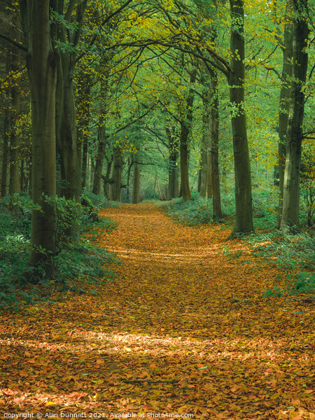 Autumn path Picture Board by Alan Dunnett