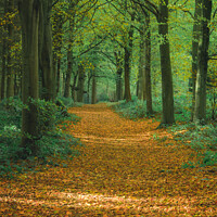 Buy canvas prints of Autumn path by Alan Dunnett