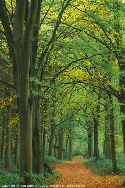 Autumn walkway Picture Board by Alan Dunnett