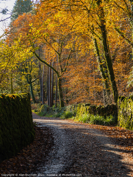 Autumnal Lane Picture Board by Alan Dunnett