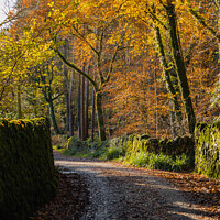 Buy canvas prints of Autumnal Lane by Alan Dunnett