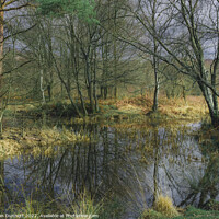 Buy canvas prints of Winter Pond by Alan Dunnett