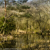 Buy canvas prints of A pond surrounded by trees by Alan Dunnett