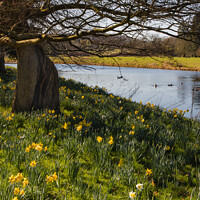 Buy canvas prints of Daffodils Blooming by Alan Dunnett