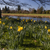Buy canvas prints of Daffodils blooming on the river by Alan Dunnett