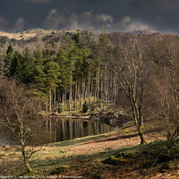 Buy canvas prints of Sunlight around Tarn Hows by Alan Dunnett