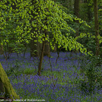 Buy canvas prints of Spring in the woods by Alan Dunnett