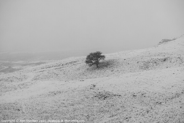 Lone tree on a snowly field Picture Board by Alan Dunnett