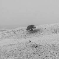 Buy canvas prints of Lone tree on a snowly field by Alan Dunnett