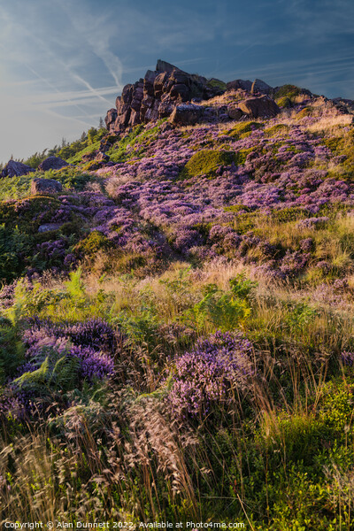 Heather on The Roaches Picture Board by Alan Dunnett