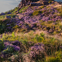 Buy canvas prints of Heather on The Roaches by Alan Dunnett