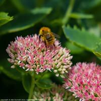 Buy canvas prints of Carder bee by Alan Dunnett