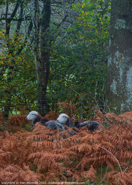 Autumn Herdwicks Picture Board by Alan Dunnett