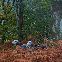 Buy canvas prints of Autumn Herdwicks by Alan Dunnett
