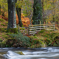 Buy canvas prints of Woodland Gate by Alan Dunnett