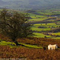 Buy canvas prints of Shropshire Pony by Alan Dunnett