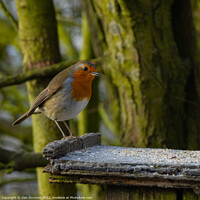 Buy canvas prints of Hungry Robin by Alan Dunnett