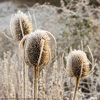 Buy canvas prints of Winter Thistle by Alan Dunnett
