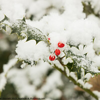 Buy canvas prints of Snow berries by Alan Dunnett
