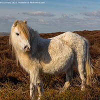 Buy canvas prints of Shropshire pony by Alan Dunnett