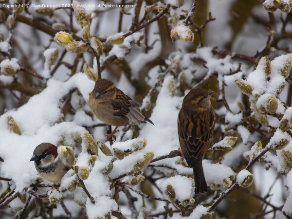 House Sparrow - Passer domesticus Picture Board by Alan Dunnett