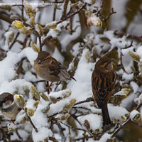 Buy canvas prints of House Sparrow - Passer domesticus by Alan Dunnett
