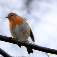 Buy canvas prints of Robin - Erithacus rubecula by Alan Dunnett