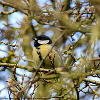 Buy canvas prints of Great Tit - Parus major by Alan Dunnett