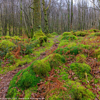 Buy canvas prints of Wet Woodland Path by Alan Dunnett