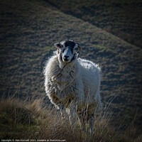 Buy canvas prints of The Curious Sheep by Alan Dunnett