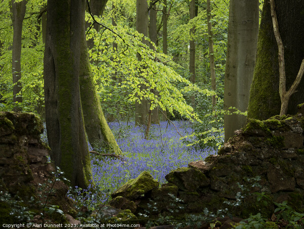 Bluebells over the wall Picture Board by Alan Dunnett