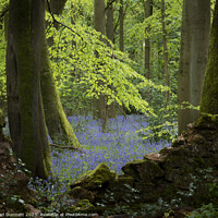 Buy canvas prints of Bluebells over the wall by Alan Dunnett